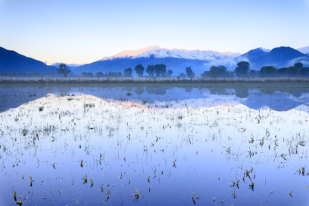 Pink sky at dawn on the snowy peaks of Monti Lariani reflected in flooded land, Pian di Spagna, Valtellina, Lombardy, Italy, Europe