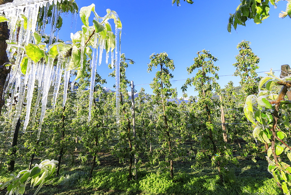 Blue sky over the apple orchards covered with ice in spring, Villa of Tirano, Sondrio province, Valtellina, Lombardy, Italy, Europe