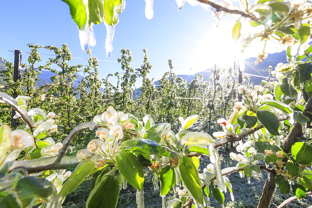 Close up of apple orchards covered with ice in spring, Villa of Tirano, Sondrio province, Valtellina, Lombardy, Italy, Europe