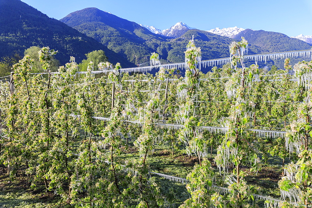 Blue sky over the apple orchards covered with ice in spring, Villa of Tirano, Sondrio province, Valtellina, Lombardy, Italy, Europe