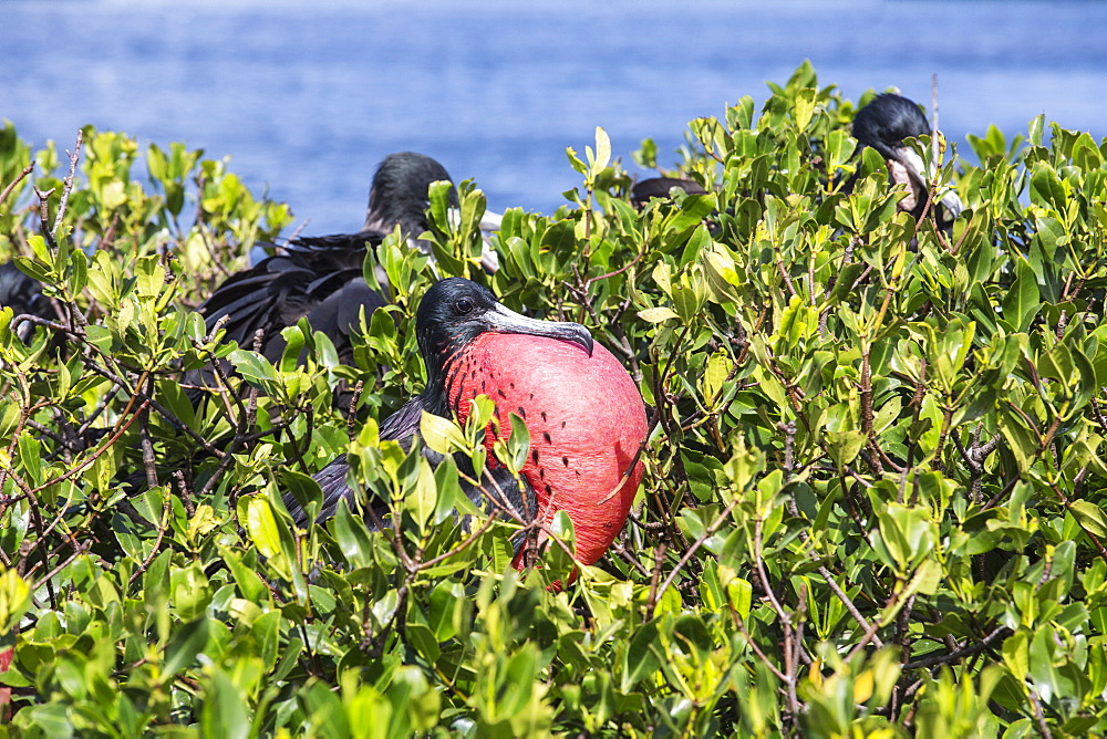 The male frigate with red throat pouch, which it inflates as part of its courtship behaviour, Barbuda, Antigua and Barbuda, Leeward Islands, West Indies, Caribbean, Central America