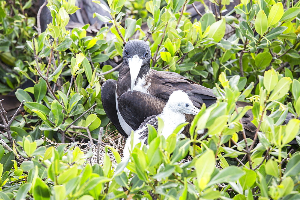 Mother and chick frigate bird resting on mangrove away from the dangers of the sky, Frigate Bird Sanctuary, Barbuda, Antigua and Barbuda, Leeward Islands, West Indies, Caribbean, Central America