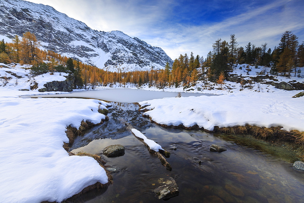 Frozen Lake Mufule framed by larches and snow in autumn, Malenco Valley, Province of Sondrio, Valtellina, Lombardy, Italy, Europe