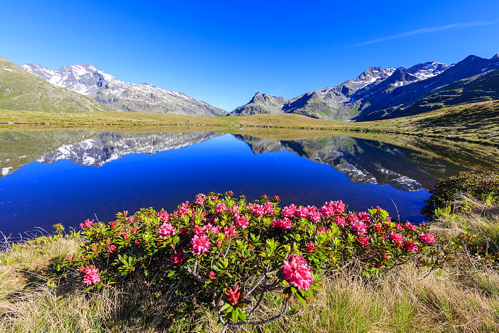 Rhododendrons in bloom at Lake Andossi, Chiavenna Valley, Sondrio province, Valtellina, Lombardy, Italy, Europe