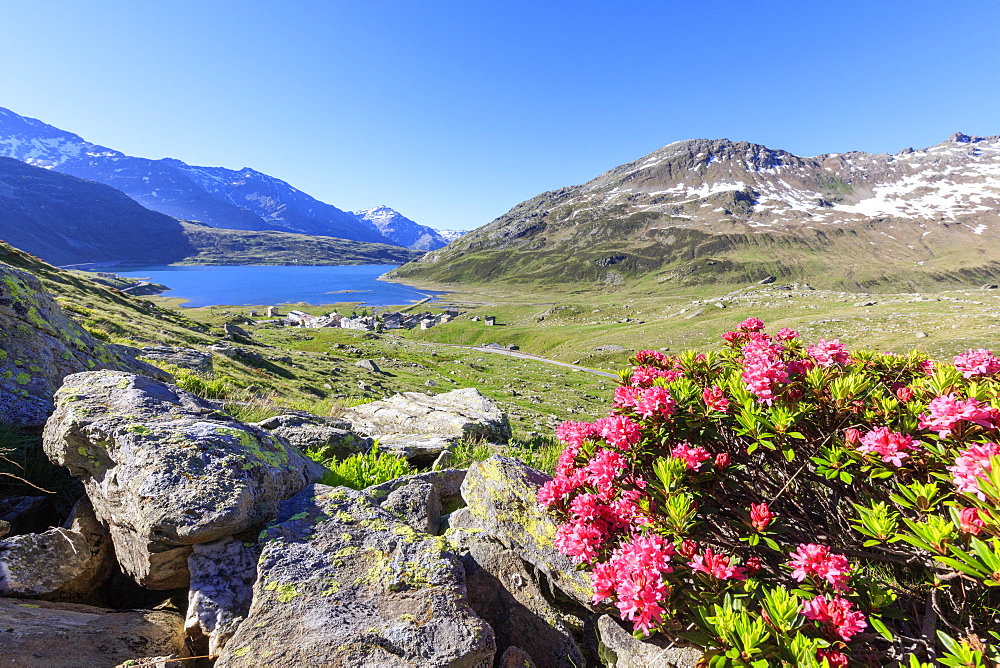 Rhododendrons in bloom at Montespluga, Chiavenna Valley, Sondrio province, Valtellina, Lombardy, Italy, Europe