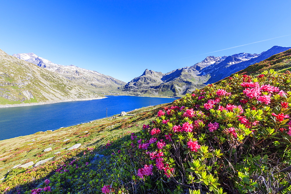 Rhododendrons on the shores of the basin, Montespluga, Chiavenna Valley, Sondrio province, Valtellina, Lombardy, Italy, Europe