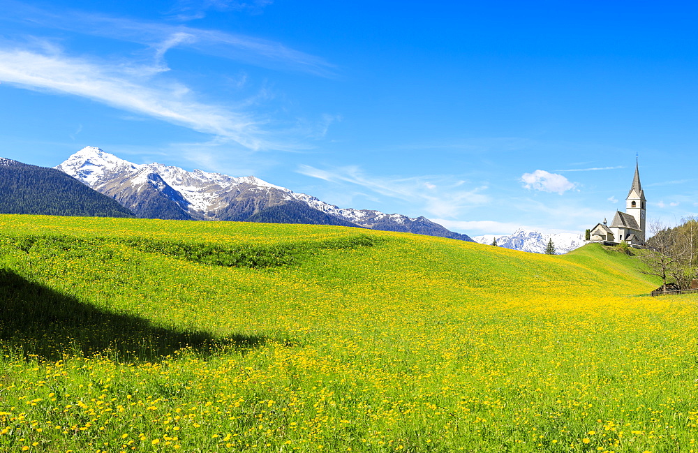 Panoramic of valley covered with yellow flowers, Schmitten, District of Albula, Canton of Graubunden, Switzerland, Europe