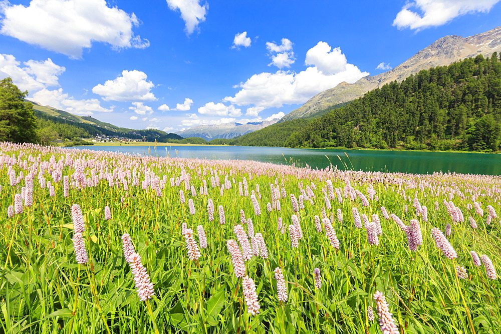 Spring bloom of Persicaria bistorta at Lej da Champfer, St. Moritz, Upper Engadine, Canton of Graubunden, Switzerland, Europe