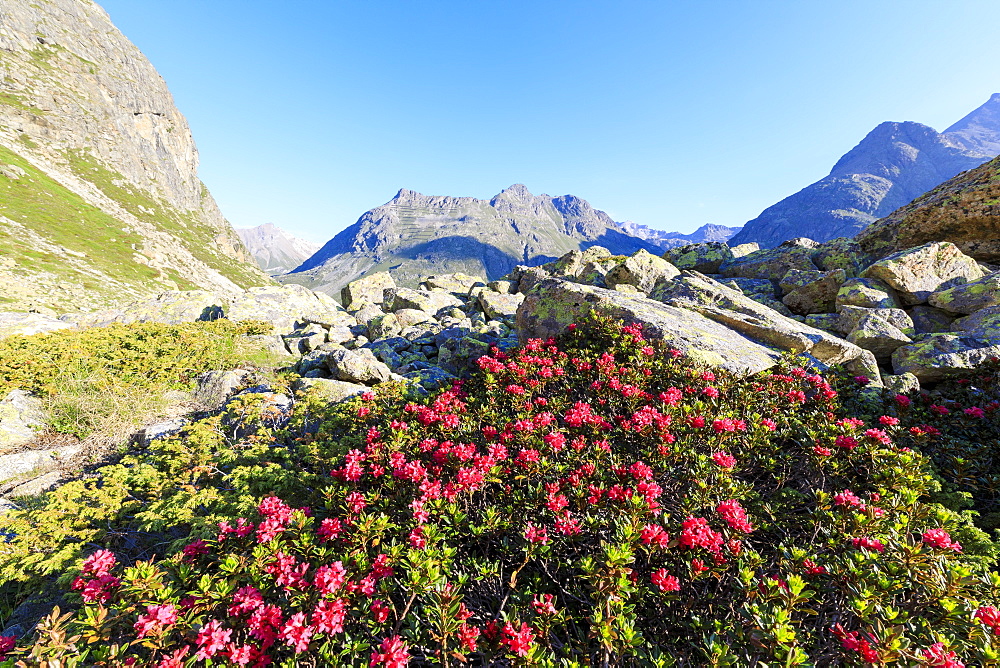 Rhododendrons during the spring bloom at Julier Pass, St. Moritz, Engadine, Canton of Graubunden, Switzerland, Europe