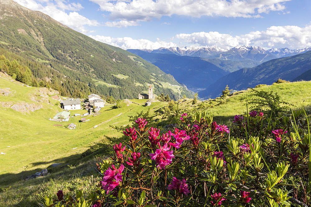 Rhododendrons and alpine village, San Romerio Alp, Brusio, Canton of Graubunden, Poschiavo Valley, Switzerland, Europe