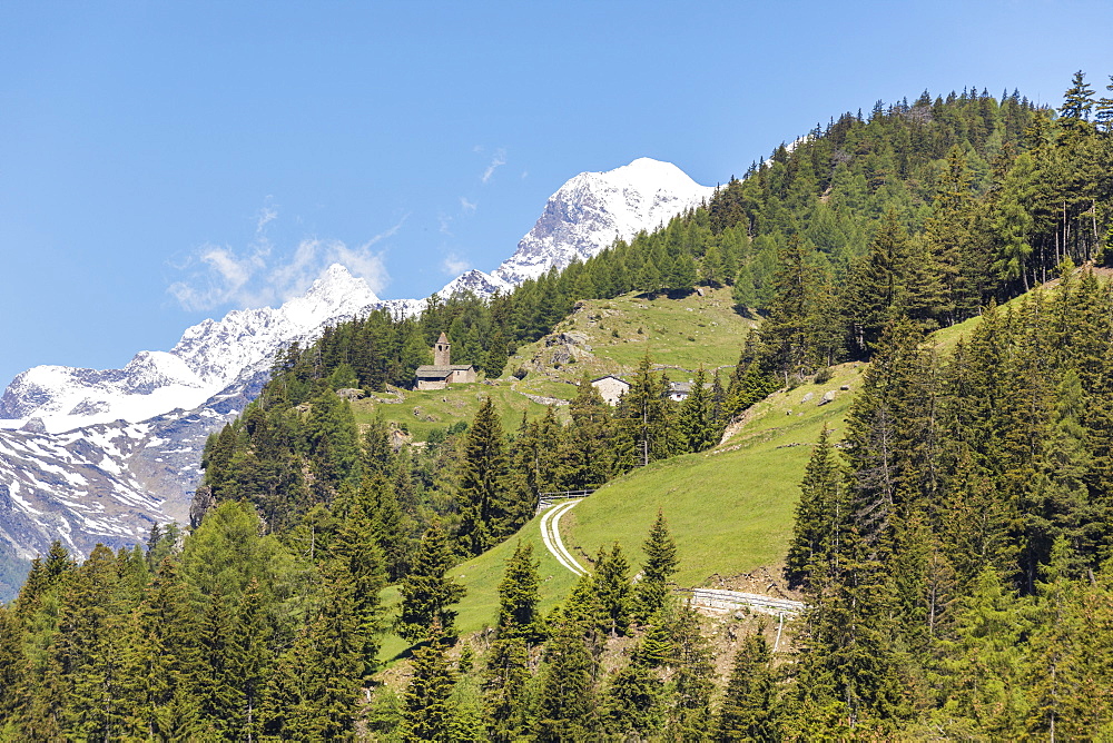 Green forest and snowy mountains, San Romerio Alp, Brusio, Canton of Graubunden, Poschiavo Valley, Switzerland, Europe