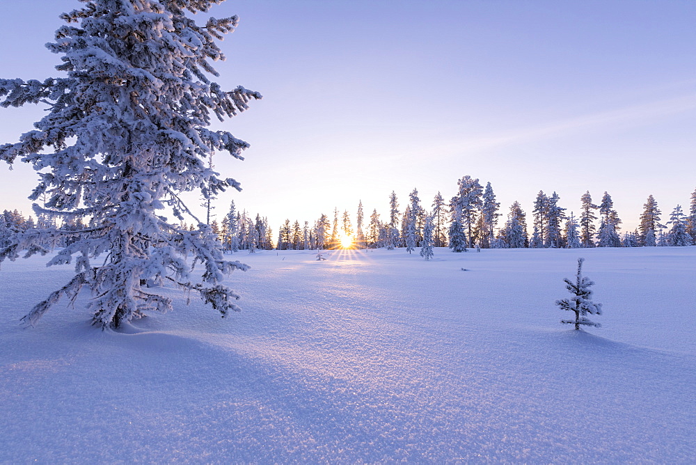 Pink sky at sunset on the boreal forest (Taiga), Kiruna, Norrbotten County, Lapland, Sweden, Scandinavia, Europe