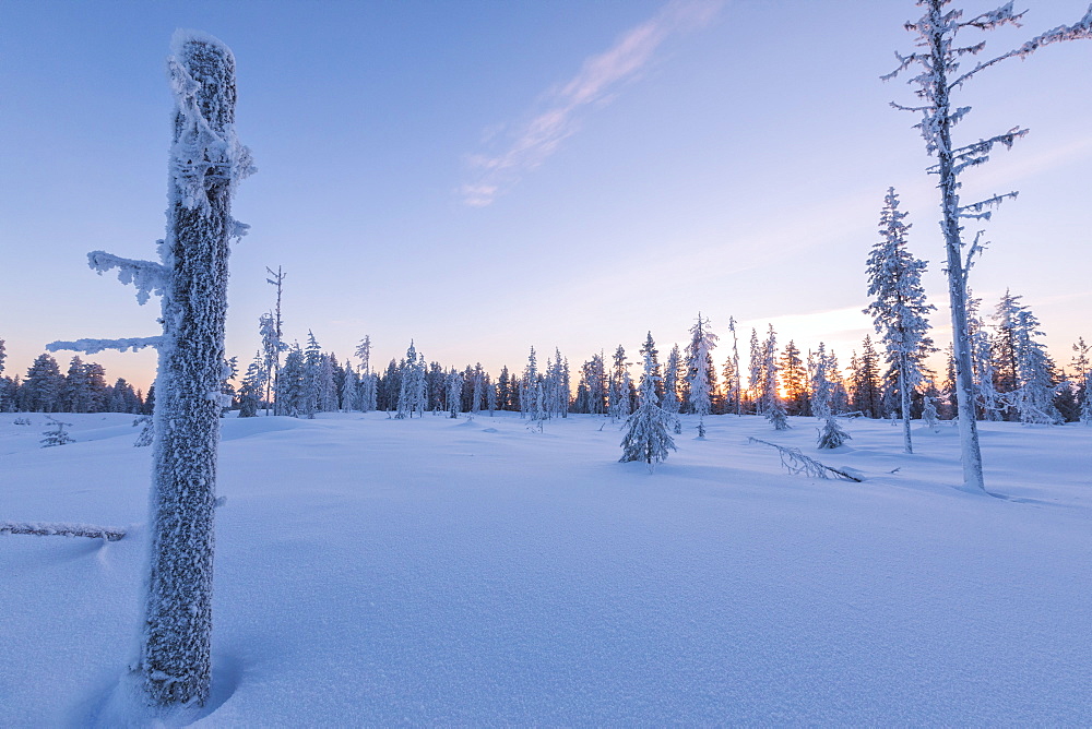 Sunset on trees covered with ice in the boreal forest (Taiga), Kiruna, Norrbotten County, Lapland, Sweden, Scandinavia, Europe