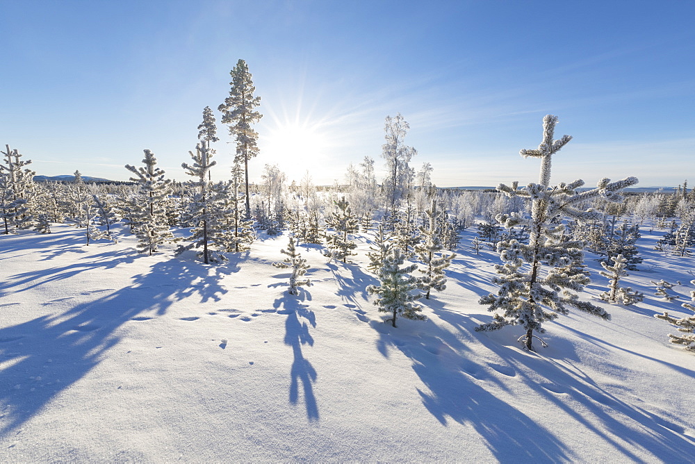 Sunburst on frozen trees covered with snow, Kiruna, Norrbotten County, Lapland, Sweden, Scandinavia, Europe