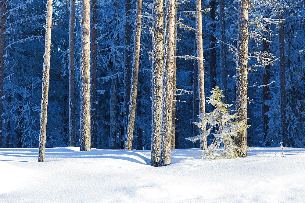 Tree trunks covered with ice in the snowy forest, Kiruna, Norrbotten County, Lapland, Sweden, Scandinavia, Europe