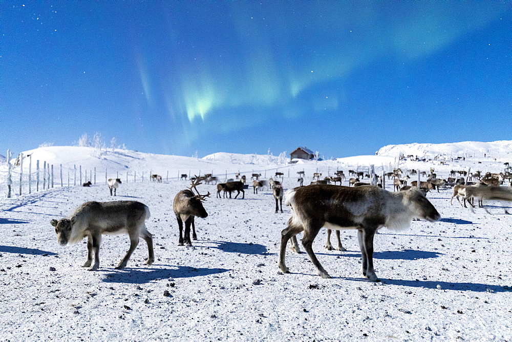 Flock of reindeer under Northern Lights (Aurora Borealis), Abisko, Kiruna Municipality, Norrbotten County, Lapland, Sweden, Scandinavia, Europe