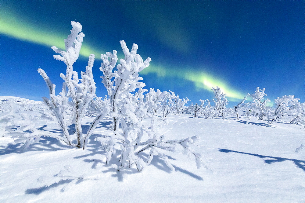 Frozen trees covered with snow under the Northern Lights (Aurora Borealis), Abisko, Kiruna Municipality, Norrbotten County, Lapland, Sweden, Scandinavia, Europe