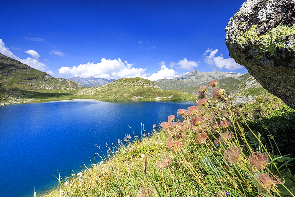 Wild flowers on the shore of alpine lake, Leg Grevasalvas, Julierpass, Maloja, Engadine, Canton of Graubunden, Swiss Alps, Switzerland, Europe