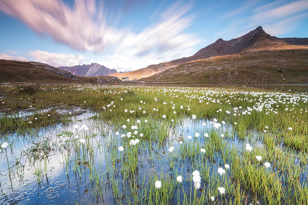 Sunrise on fields of cotton grass, Gavia Pass, Valfurva, Valtellina, Lombardy, Italy, Europe