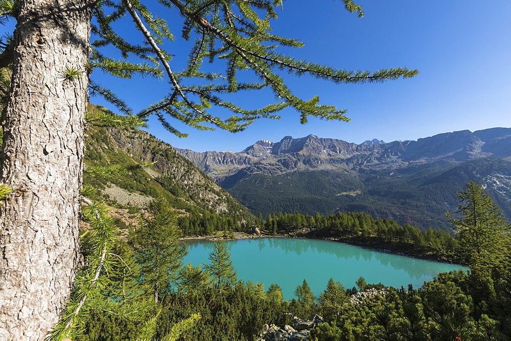 Lago Lagazzuolo surrounded by woods, Chiesa In Valmalenco, Province of Sondrio, Valtellina, Lombardy, Italy, Europe