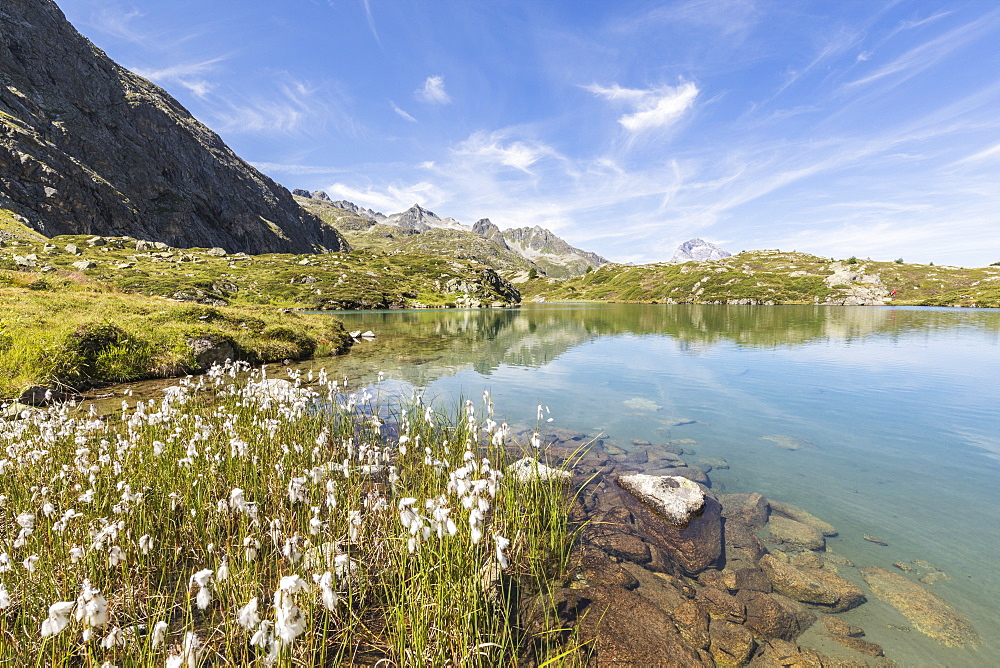 Wildflowers on the shore of the alpine lake, Crap Alv Lejets, Albula Pass, Canton of Graubunden, Swiss Alps, Switzerland, Europe