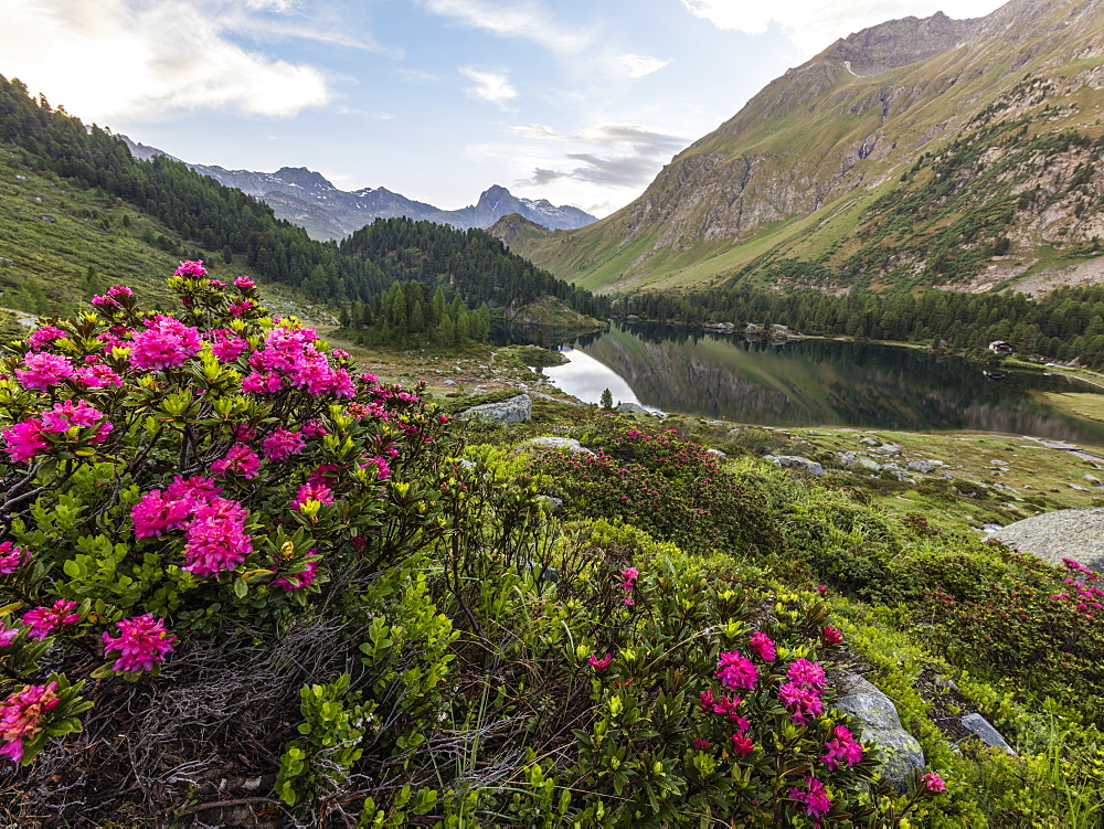 Rhododendrons on the shore of Lake Cavloc, Maloja Pass, Bregaglia Valley, Engadine, Canton of Graubunden, Switzerland, Europe