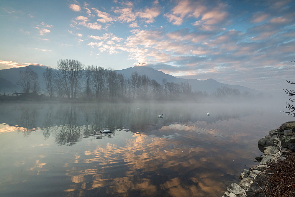 Swans in River Mera at sunrise, Sorico, Como province, Lower Valtellina, Lombardy, Italy, Europe