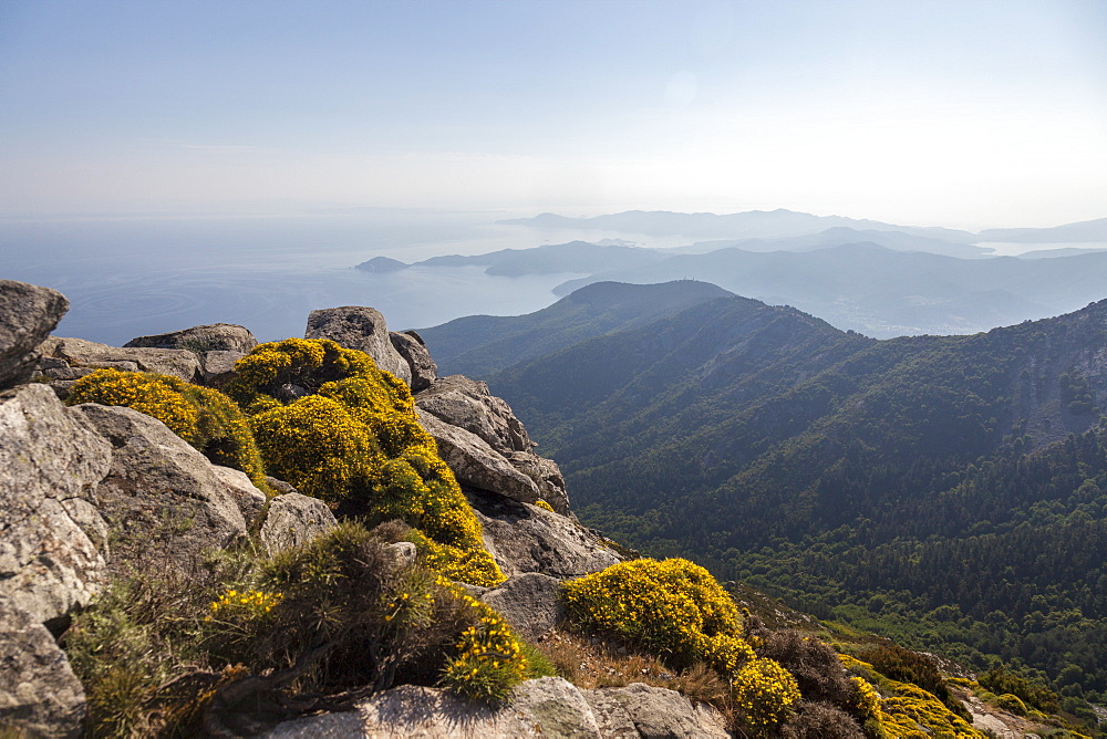 Wild flowers on rocks, Monte Capanne, Elba Island, Livorno Province, Tuscany, Italy, Europe