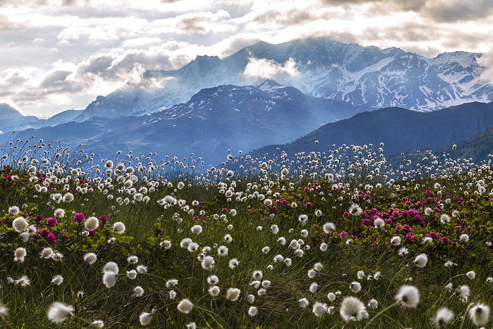 Rhododendrons and cotton grass, Maloja, Bregaglia Valley, Engadine, Canton of Graubunden (Grisons), Switzerland, Europe