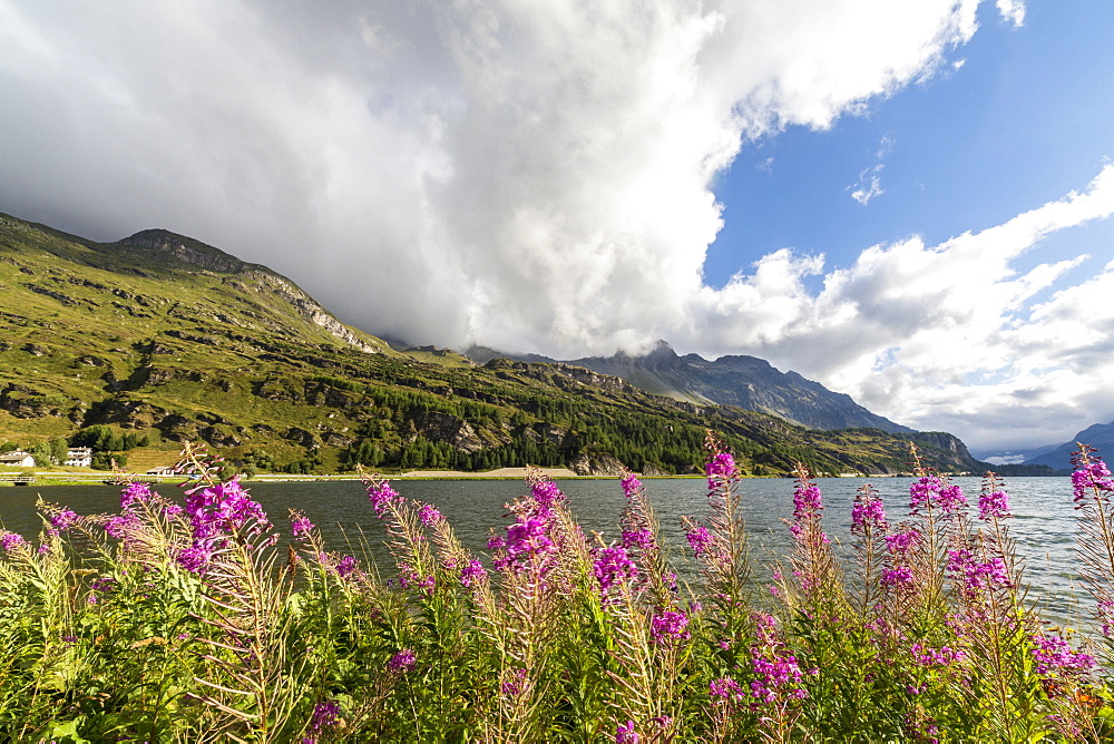 Epilobium wildflowers on lakeshore, Maloja Pass, Bregaglia Valley, Engadine, Canton of Graubunden (Grisons), Switzerland, Europe