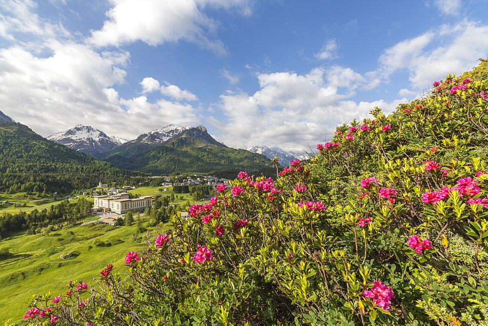 Rhododendrons in bloom, Maloja, Bregaglia Valley, Engadine, Canton of Graubunden (Grisons), Switzerland, Europe