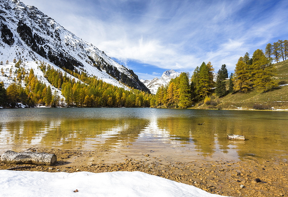 Larch trees reflected in Lai da Palpuogna (Palpuognasee), Bergun, Albula Pass, Canton of Graubunden (Grisons), Switzerland, Europe