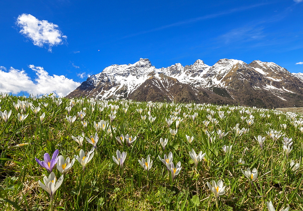 Close-up of crocus in bloom, Alpe Braccia, Malenco Valley, province of Sondrio, Valtellina, Lombardy, Italy, Europe