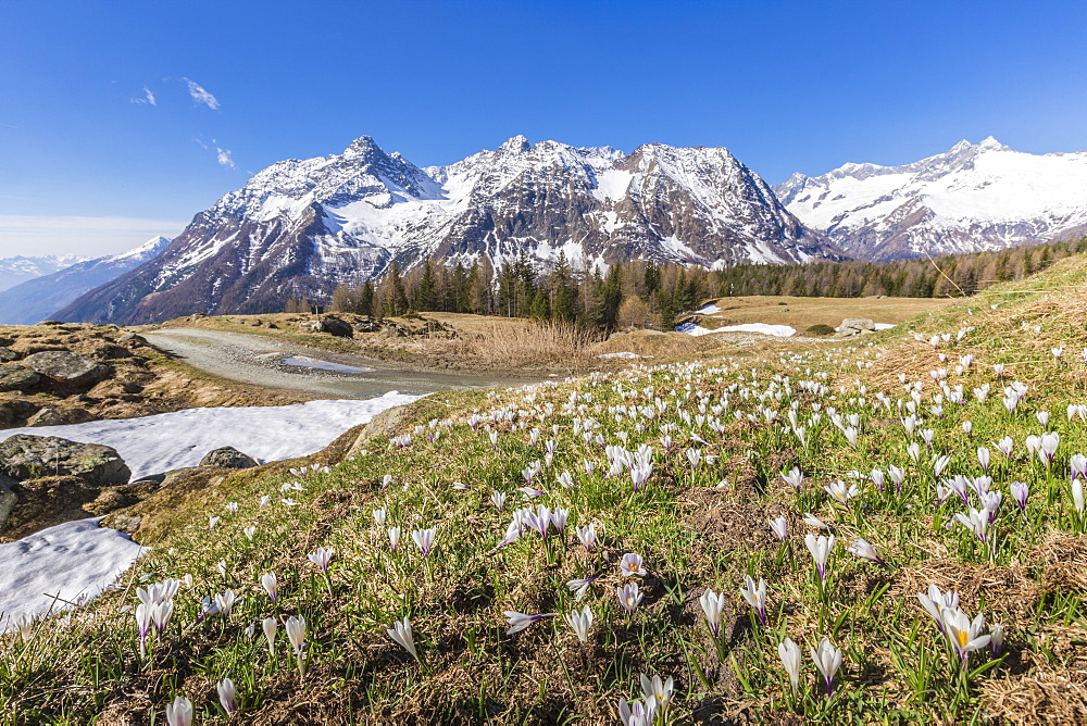 Crocus in bloom, Entova Alp, Malenco Valley, province of Sondrio, Valtellina, Lombardy, Italy, Europe