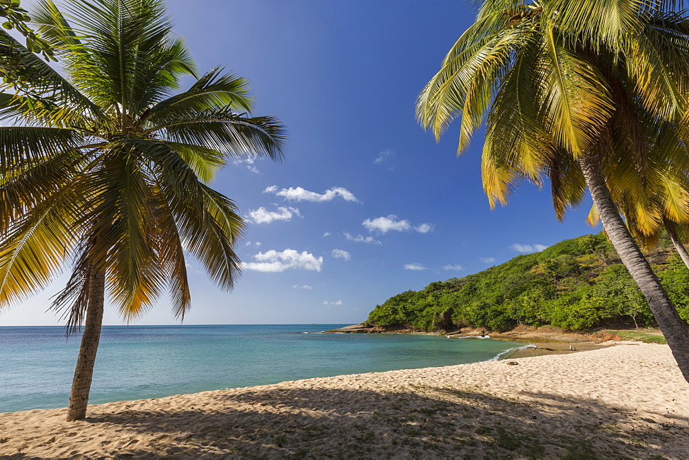 Palm trees thrive on the beautiful beach of Hawksbill which houses one of the most luxurious resorts in the Caribbean, Antigua, Leeward Islands, West Indies, Caribbean, Central America