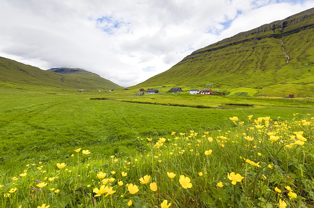 Wild flowers on green hills of Kollafjorour, Torshavn Municipality, Streymoy Island, Faroe Islands, Denmark, Europe