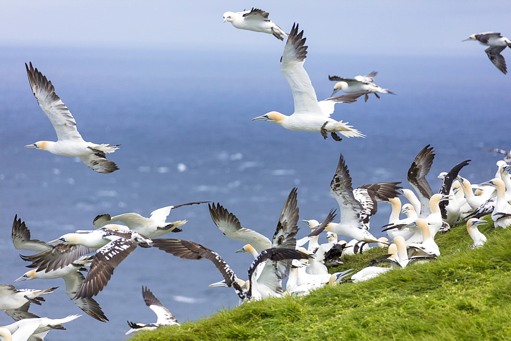 Gannet seabirds, Mykines Island, Faroe Islands, Denmark, Europe