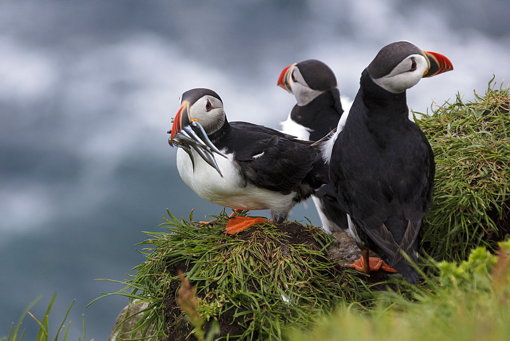 Atlantic puffins with catch in the beak, Mykines Island, Faroe Islands, Denmark, Europe