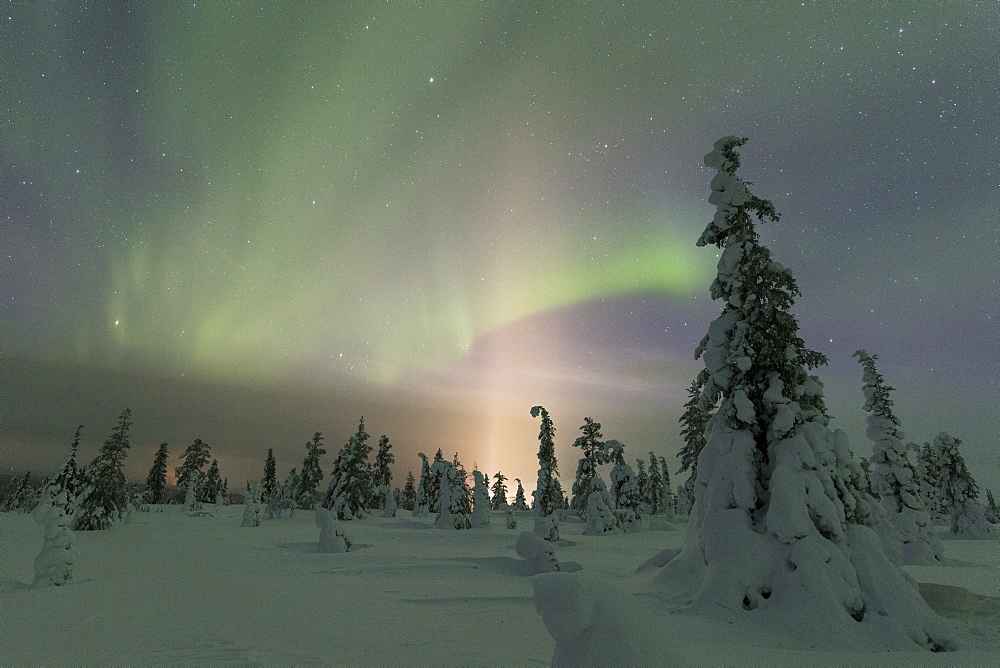 Northern Lights (Aurora Borealis) above the snowy woods, Pallas-Yllastunturi National Park, Muonio, Lapland, Finland, Europe