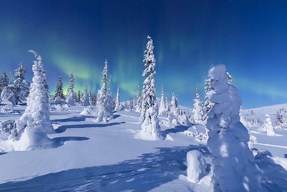 Northern Lights (Aurora Borealis) above the snowy woods, Pallas-Yllastunturi National Park, Muonio, Lapland, Finland, Europe