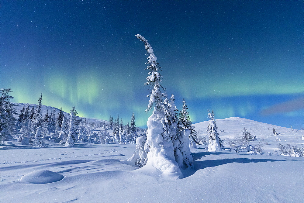 Northern Lights (Aurora Borealis) above the snowy woods, Pallas-Yllastunturi National Park, Muonio, Lapland, Finland, Europe