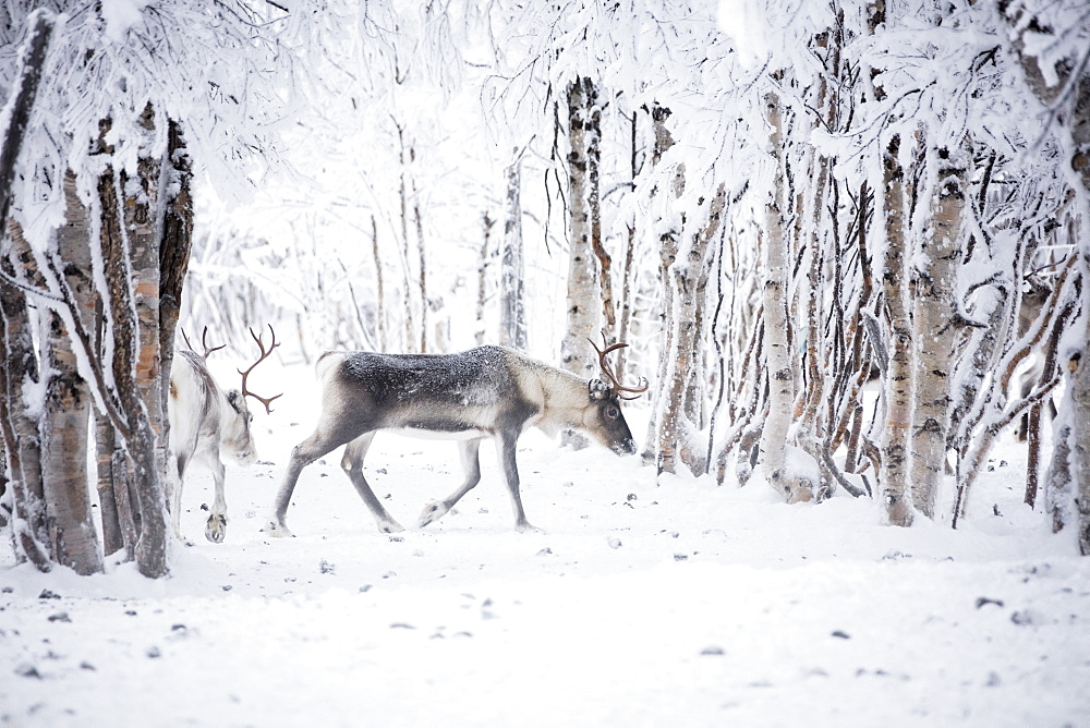 Reindeer in the frozen wood, Levi, Kittila, Lapland, Finland, Europe