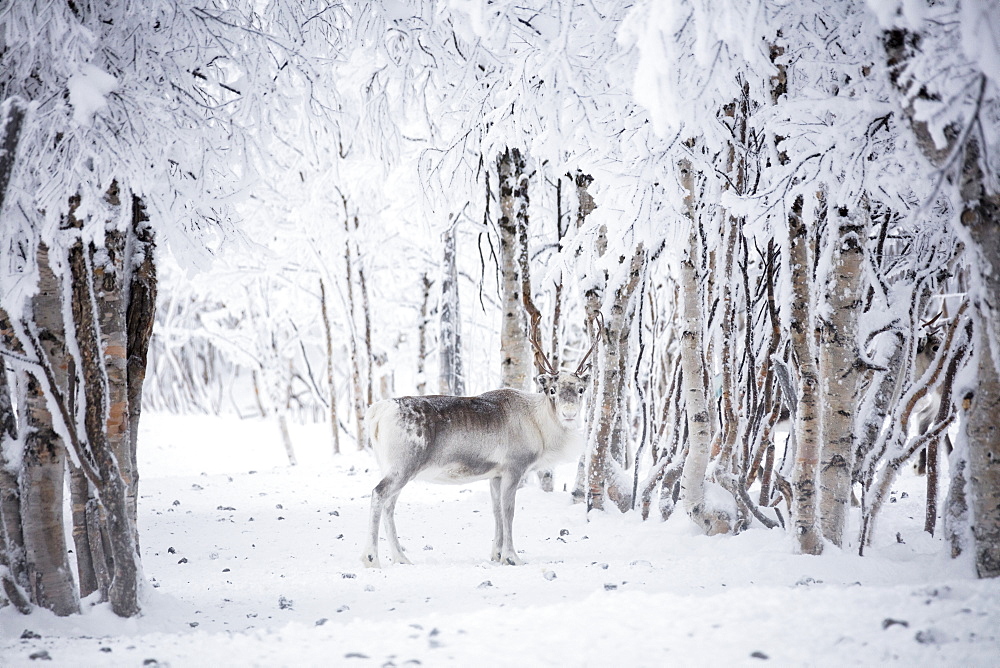 Reindeer in the frozen wood, Levi, Kittila, Lapland, Finland, Europe