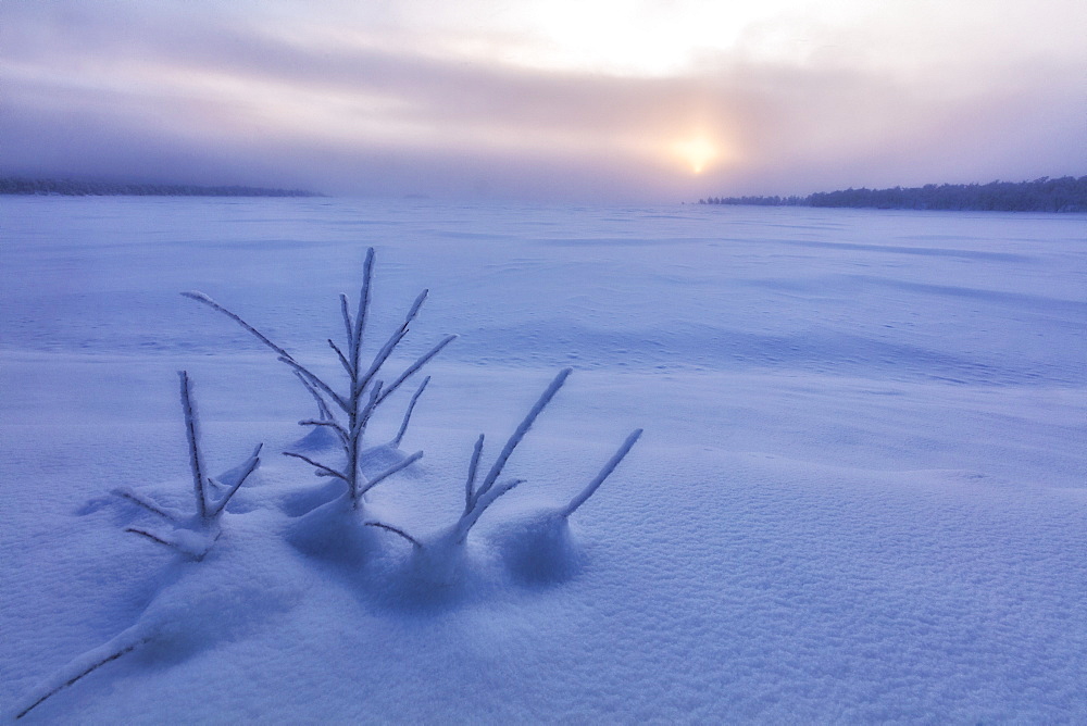 Lone shrub in the snow, Muonio, Lapland, Finland, Europe