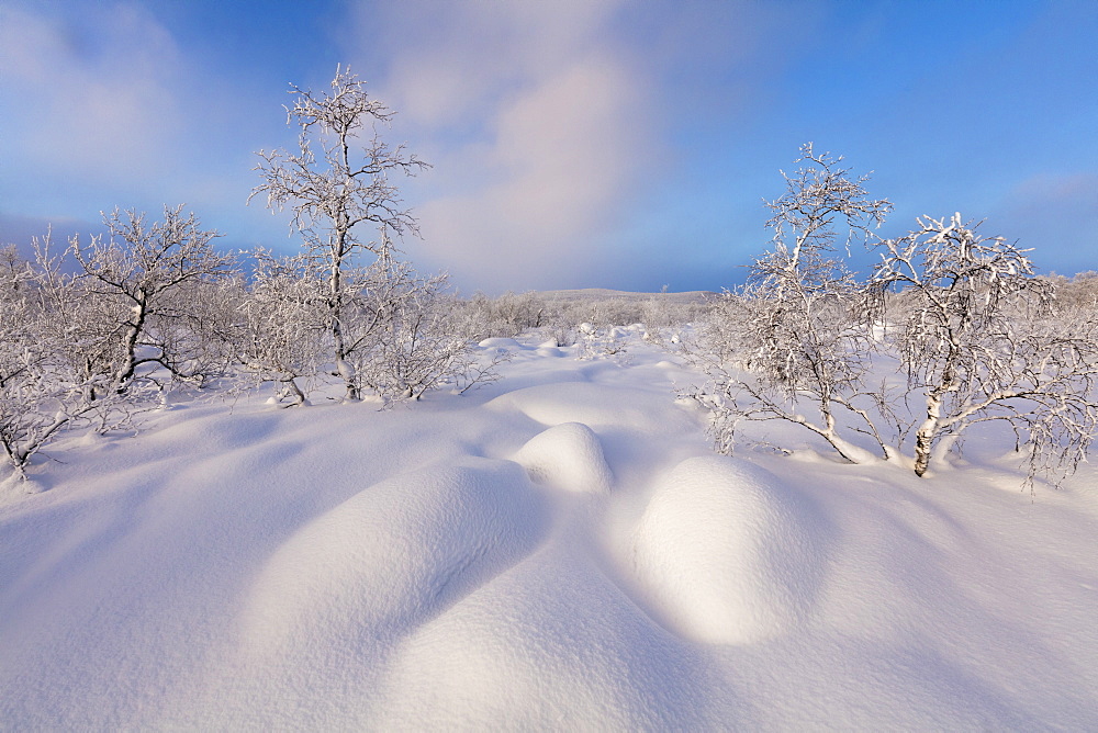 Trees covered with snow, Muonio, Lapland, Finland, Europe