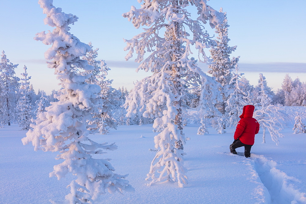 Hiker in the forest covered with snow, Luosto, Sodankyla municipality, Lapland, Finland, Europe