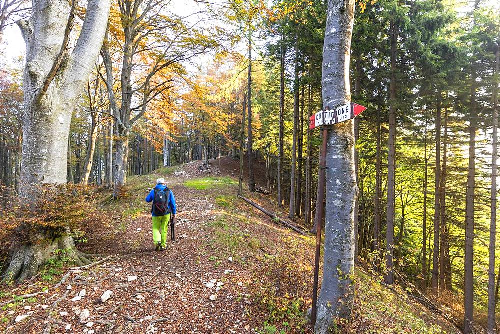 Hiker in the woods during autumn, Piani Resinelli, Valsassina, Lecco province, Lombardy, Italy, Europe