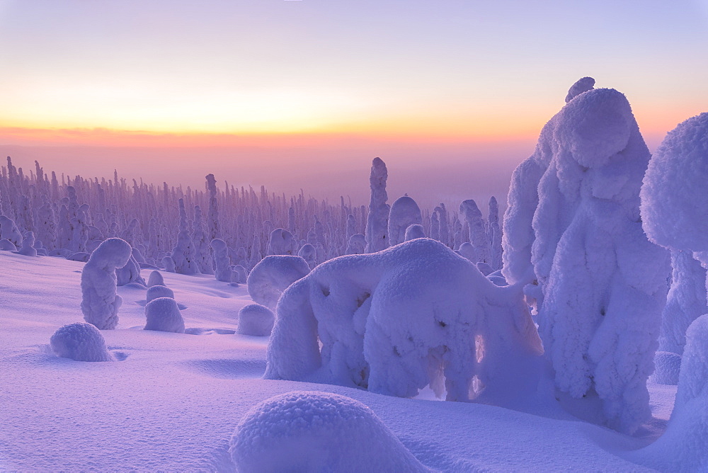 Sunrise on frozen trees, Riisitunturi National Park, Posio, Lapland, Finland, Europe