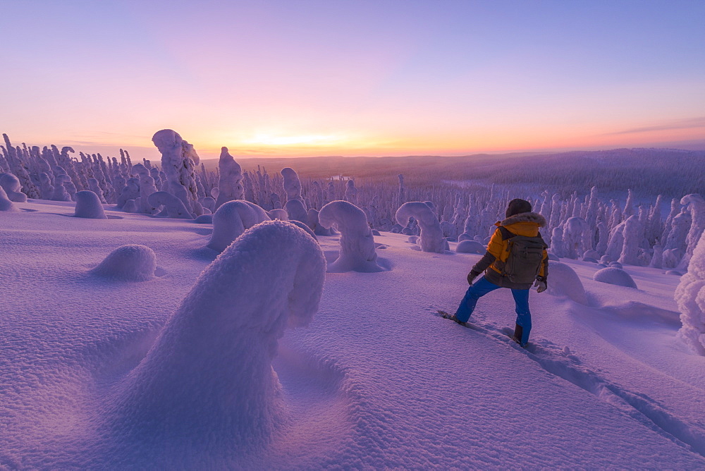 Hiker in the snowy forest at dusk, Riisitunturi National Park, Posio, Lapland, Finland, Europe