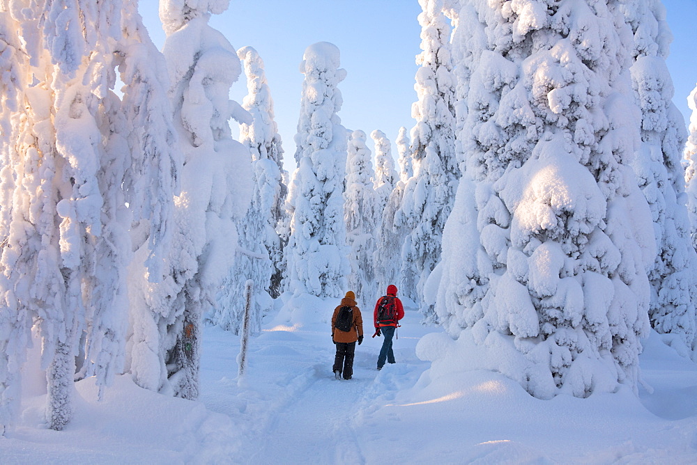 Hikers on path in the snowy woods, Riisitunturi National Park, Posio, Lapland, Finland, Europe